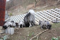 /album/fotogalerie-arkan-alias-modry/nemecky-vlci-spic-modry-901-jpg/